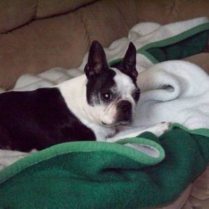 Meet your Posher, Roger